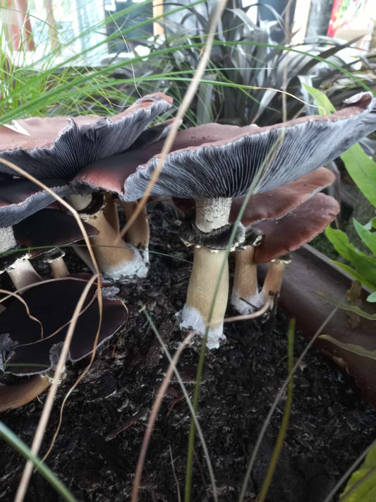 Setting up an outdoor mushroom bed - The Mushroom Smith