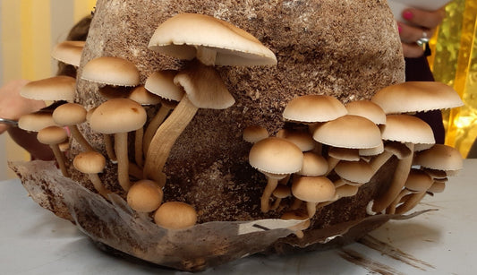 What mushrooms can you grow in Aotearoa - The Mushroom Smith